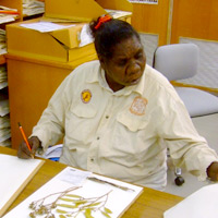 Barbara Gurwalwal participating in the National Herbarium Botanical Internship with CAEPR staff in Canberra, 2010. 